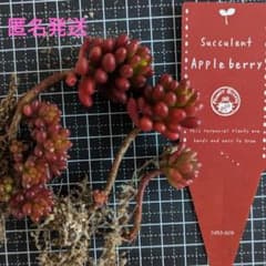 フラワービートル アップルベリー 抜き苗(札なし) ③のサムネイル