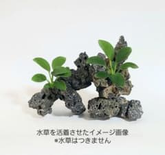 ●溶岩石● 造形君おまけ付き　テラリウム　アクアリウム　手作りレイアウト素材Hのサムネイル
