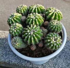 原種 短毛丸 サボテン 新品鉢に植え替え済み - メルカリ
