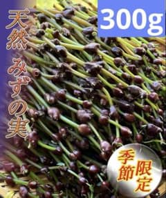 【新鮮山菜】シャキシャキ食感！ミズのコブ（300ｇ)のサムネイル