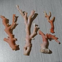 珊瑚 枝！！！！のサムネイル