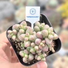 Top【選抜株】多肉植物　26174フランク　6個　鉢無し/脱土 6月12日に無料で発送します。 20％オフ - メルカリ