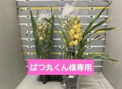 ☆シンビジューム☆CYM 'ゴールドシップ'☆ストレート☆6号鉢☆4F