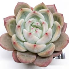 多肉植物 ラウリンゼ×ロメオ実生 抜き苗 - メルカリ