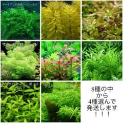 水草 水中葉 4種セット アクアリウム スネールなし - メルカリ