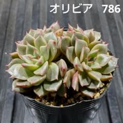 オリビア 786 エケベリア 多肉植物 抜き苗 鉢の中全部 - メルカリ