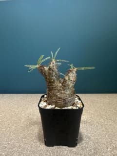 引*屋様 A37超特選！手乗りサイズ！多頭系！短枝！パキポディウムグラキリス！現 引*屋様 A37超特選！手乗りサイズ！多頭系！短枝