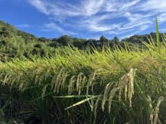 令和八年産コシヒカリ　新米　近江米　農薬不使用　白米10kgのサムネイル
