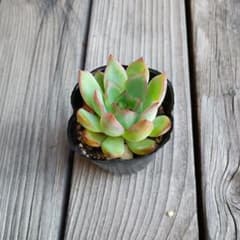 多肉植物　エケベリア　実生苗　アプス×花みわくのサムネイル