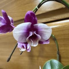 1株限定販売！ミニ ミディ胡蝶蘭 1株 品種名不明·花色モダン 株苗鉢 洋