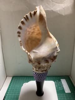 ヤフメリ58・法螺貝・山伏・修験者・金峯山・羽黒山・戦国武将・縁起物