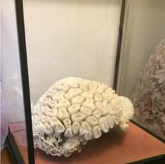 白珊瑚のサムネイル