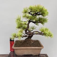 五葉松盆栽 【模様木】 小品盆栽 - メルカリ