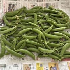 スナップエンドウ新聞紙箱込み約500gのサムネイル