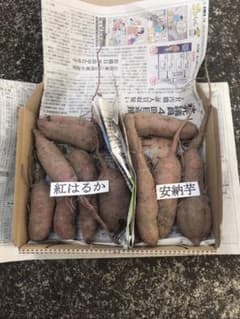 無農薬　さつまいも　紅はるか&安納芋　食べ比べのサムネイル