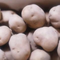 じゃがいも  北海道  無農薬  8㎏のサムネイル