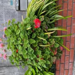 ゼラニウム挿し穂二本のサムネイル
