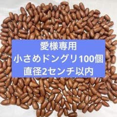 愛様専用　どんぐり マテバシイ 100個のサムネイル