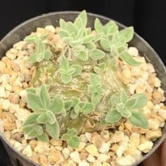 パキポ風扁平多頭美株！　レウコスリクス　チレコドン　多肉植物　塊根植物　実生 特別選抜美株！ レウコスリクス チレコドン 多肉植物 塊根植物 実生