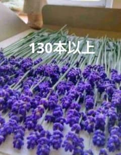 ラベンダー 切り花　130本以上　7日収穫7日発送のサムネイル