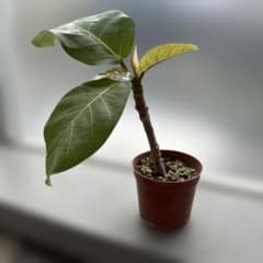 フィカス アフリカンプリンス 観葉植物 挿し木のサムネイル