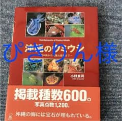 沖縄のウミウシのサムネイル