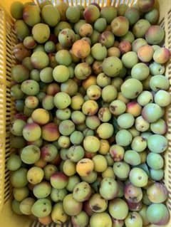 和歌山県産　梅　訳あり品　9kgのサムネイル