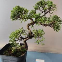 糸魚川真柏　[斜幹模様木]　小品盆栽 糸魚川真柏（斜幹模様木） 小品盆栽 松柏盆栽 古木 - メルカリ