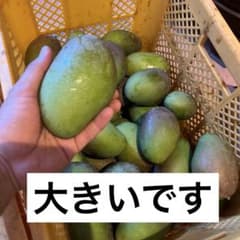 すぐ発送します】宮崎県産摘果マンゴー3kg 青マンゴーグリーンマンゴー