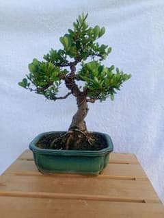 ハマシタカキ 盆栽 鉢植え 観葉植物 ハマシタカキ 盆栽 鉢植え 観葉植物 | Mercari