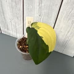 Scindapsus jade satin variegataのサムネイル