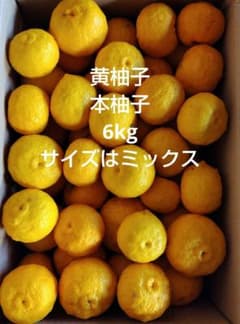 １４ 黄柚子 本柚子 6kgのサムネイル