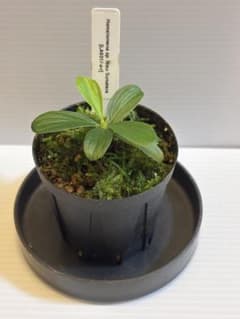 Homalomena sp. Riau sumatera LA便 - メルカリ