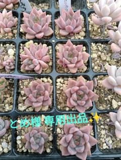 とめ様専用出品 多肉植物 【エボニー×プロリフェラ】抜き苗のサムネイル