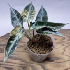 Q116アロカシア・Bambino 黄斑（オーレア） - メルカリ