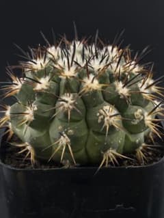 Copiapoa fusca コピアポア フスカ 斧守火 台付
