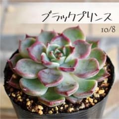 多肉植物【ブラックプリンス】エケベリア ポットごと or 抜き苗 6