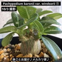 パキポディウム ウィンゾリー ⑪ 実生 自家採種 鉢ごと 塊根植物 コーデックスのサムネイル