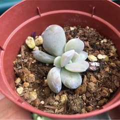ペンタンドルムのサムネイル