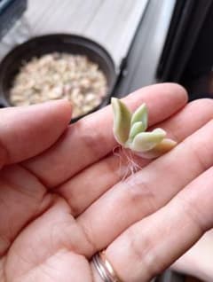 値下げしました！どっさり朧月 葉挿し 発根済み 苗セット鉢の中身の半分①のサムネイル