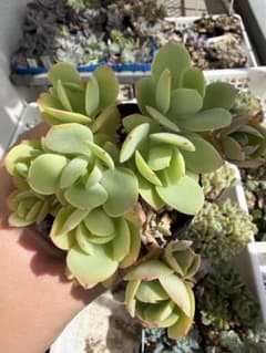 ピーチプリデ　多肉植物のサムネイル