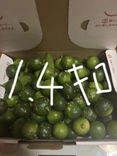 福岡県産完全無農薬シークワーサー１.４キロのサムネイル