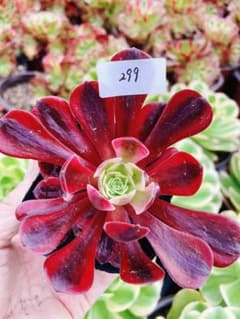 299 天合 多肉植物 アエオニウム 抜き苗 - メルカリ