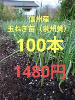 ネギ苗 健康的な緑色のサムネイル