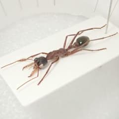 オーストラリアの超巨大キバハリアリ！Myrmecia nigriceps - メルカリ