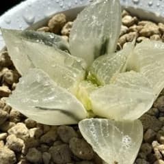 裏般若錦 糊斑 唯一無二 ハオルチア 観葉植物 - メルカリ