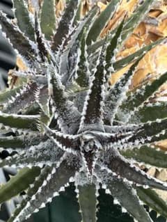 小型 DBディッキア Dyckia Bill Baker hybrid #123 小型 DBディッキア Dyckia Bill Baker hybrid #123 - メルカリ