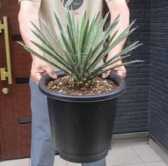 【現品】ユッカ・フィリフェラ（Yucca filifera）8号　Aお番 現品】ユッカ・フィリフェラ（Yucca filifera）8号 K2番 - メルカリ