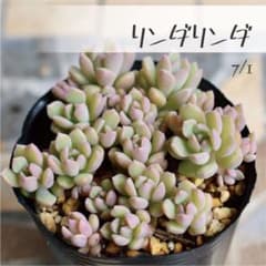 多肉植物【リンダリンダ】ぼのぼのさん ポットごと or 抜き苗 6