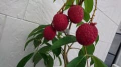 ライチ取り木苗、ピンクウエイメイ種 - メルカリ